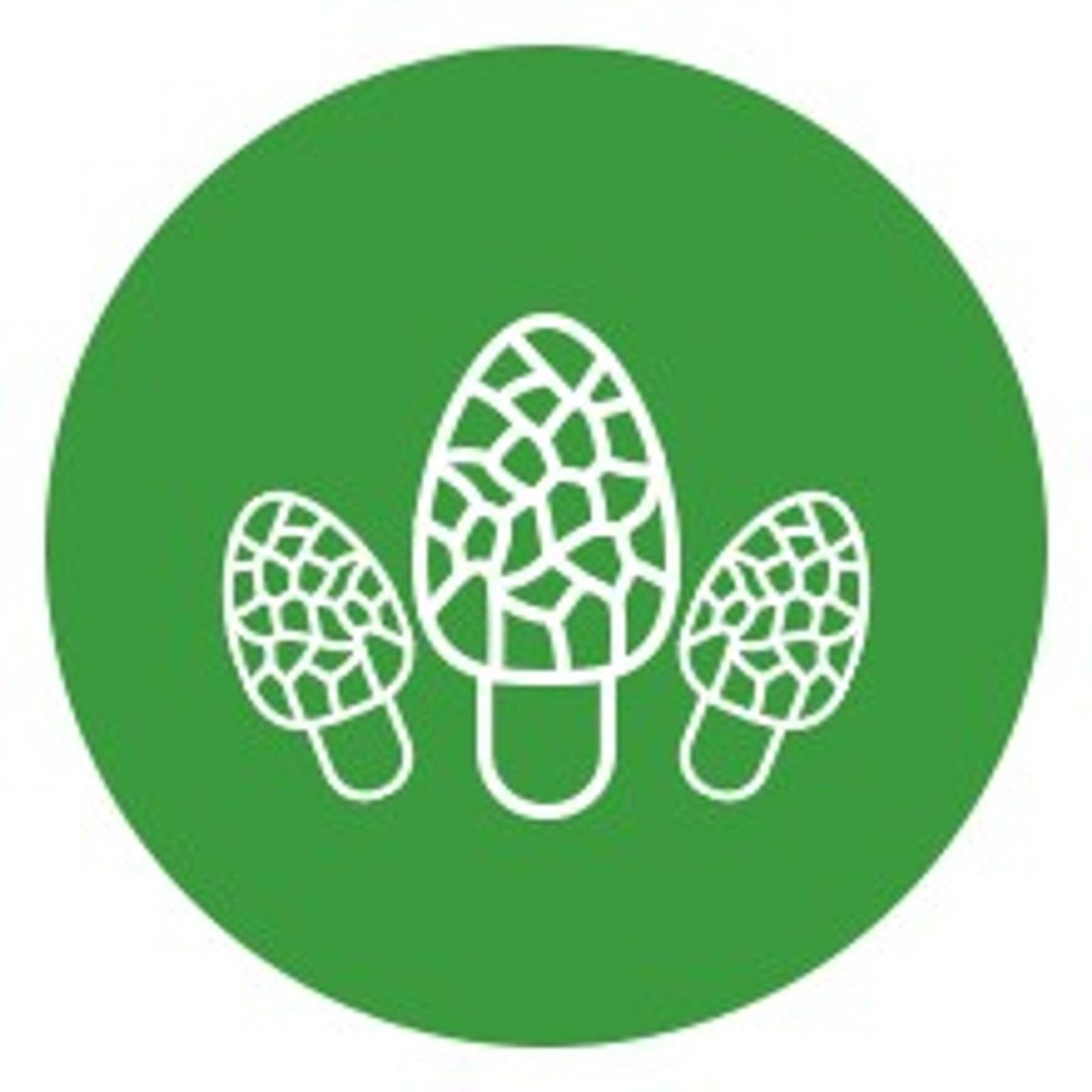 Morel Mushroom Growing Kit (Morchella) | Compatible with Any Soil Type Across the U.S., Outdoor Garden & Backyard Cultivation, Full Instructions Included