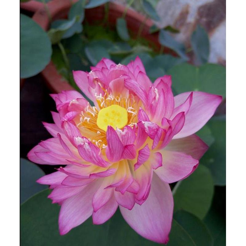 Potted lotus seeds, indoor water tank and balcony water features available, flexible planting