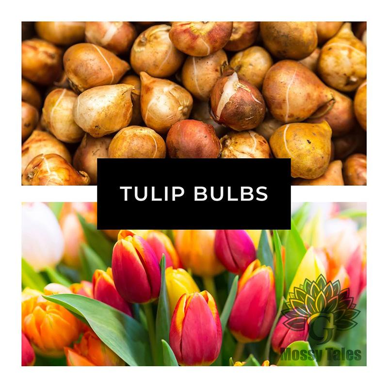 Easily grow tulip bulbs - no gardening experience required, perfect for DIY bouquets and home decor. Extremely cold resistant, perfect for landscaping balconies and patios.