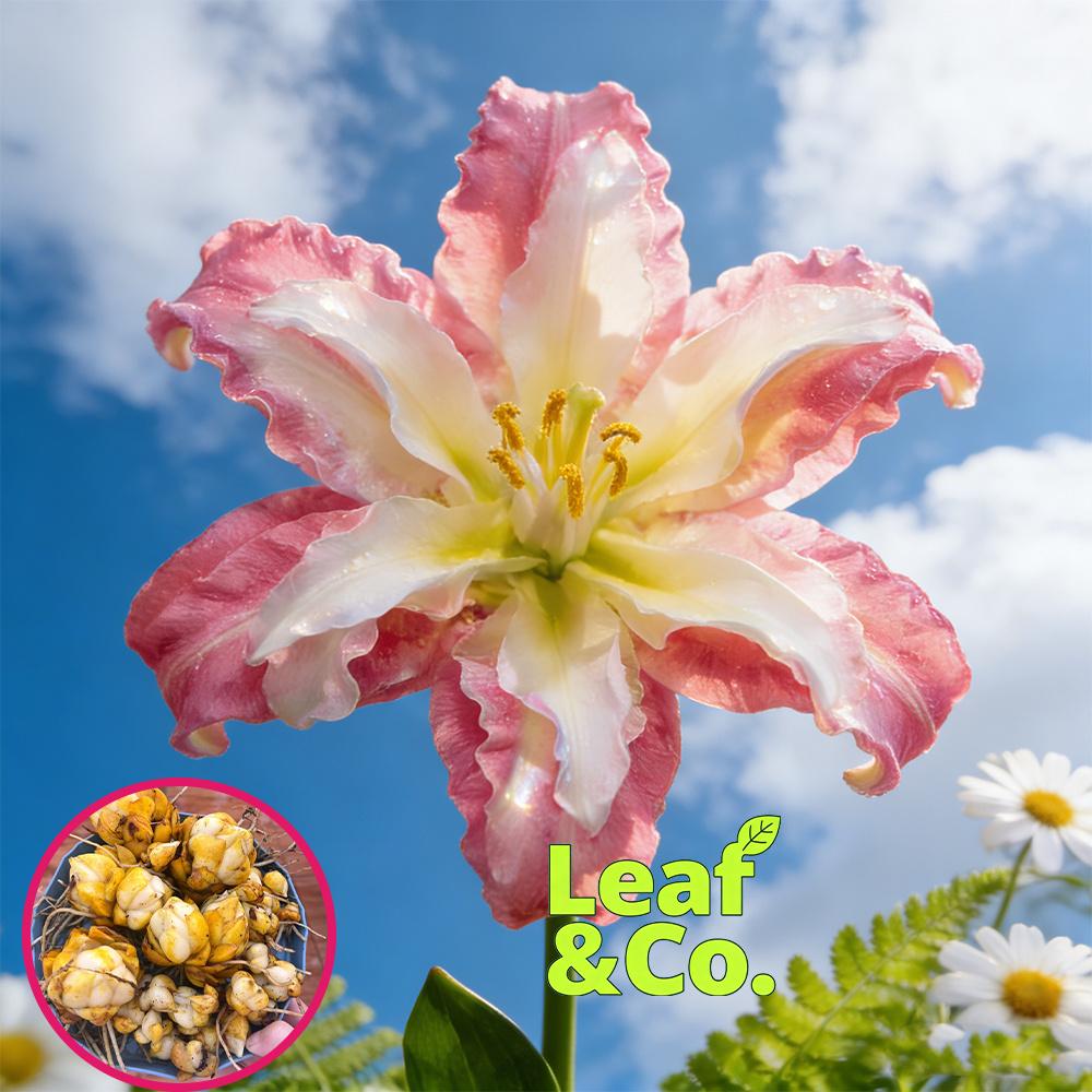 Lily bulbs - sweet red flowers - red roots - easy to grow all year round - outdoor garden planting