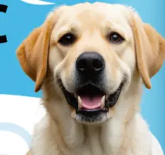 background preload poster image 