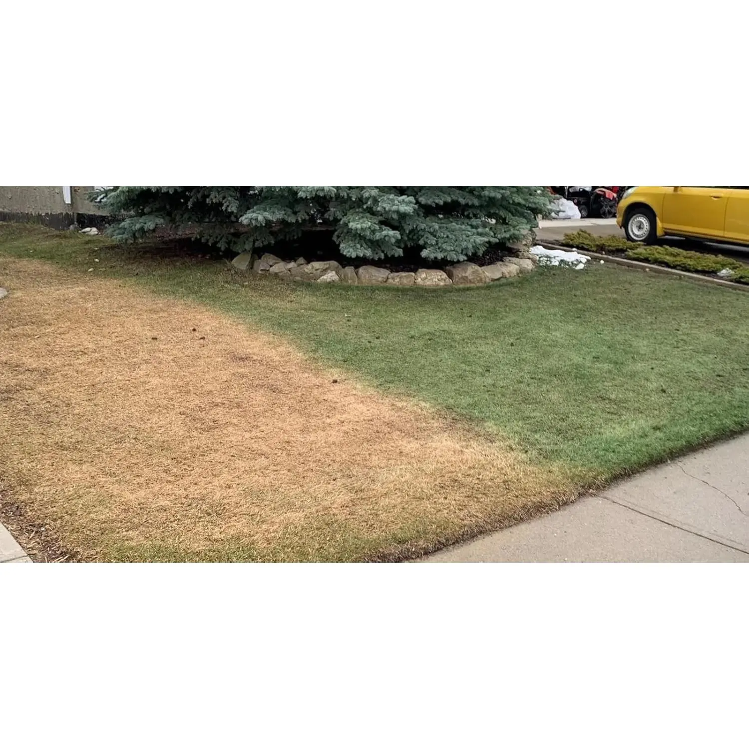Concentrated Green Grass Paint-128 oz (Gallon) -Lawn Paint for Dry, Patchy or Dormant Grass that Covers up to 4,000 Square feet-Natural, Vibrant Grass Paint-Easy to Apply Turf Colorant.