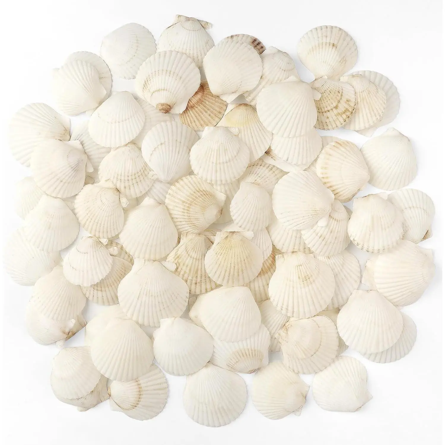 48 PCS Natural Scallop Shells, 1.5" to 2" Small White Scallop Seashells for Crafts, Wedding Decor, Beach Theme Party, Fish Tank and Vase Filler