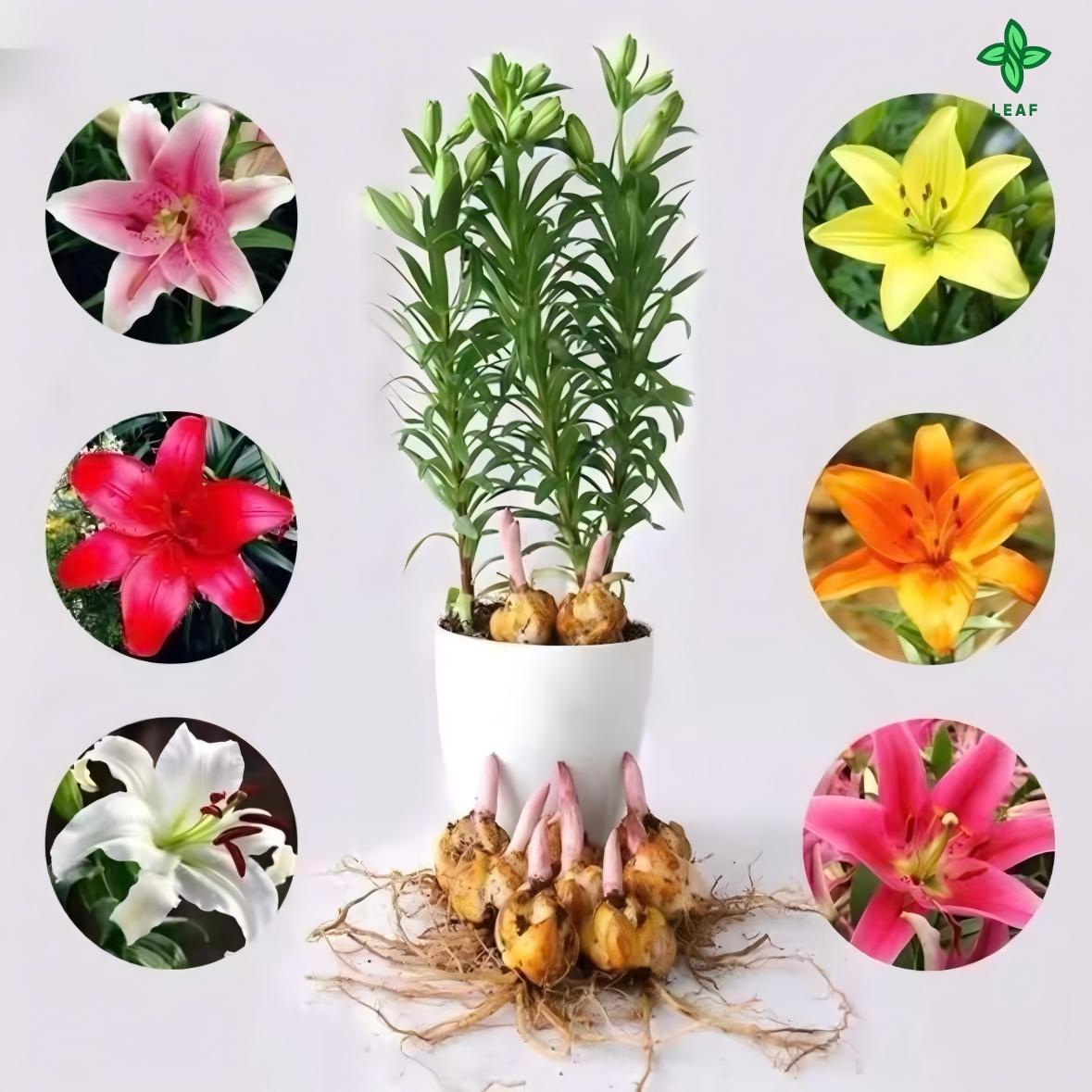 Yellow lily seeds are multicolored and have beautiful blooms and a strong smell. They have perennial bulbs that can bloom for many years after cultivation. Low maintenance costs make them suitable for garden decoration.