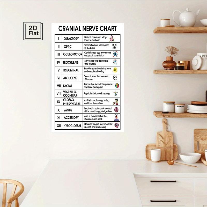 Medical Neurology Quick Reference Guide Poster, Visual Learning Tools ...