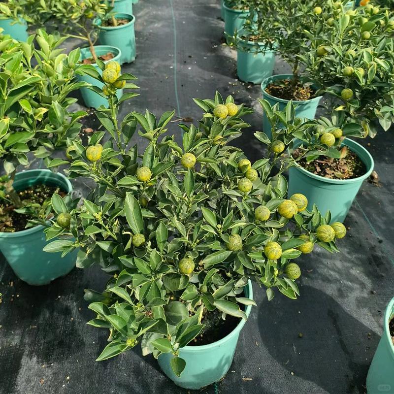 Multicolor lemon tree seedlings, healthy bare-root plants, suitable for garden and yard planting