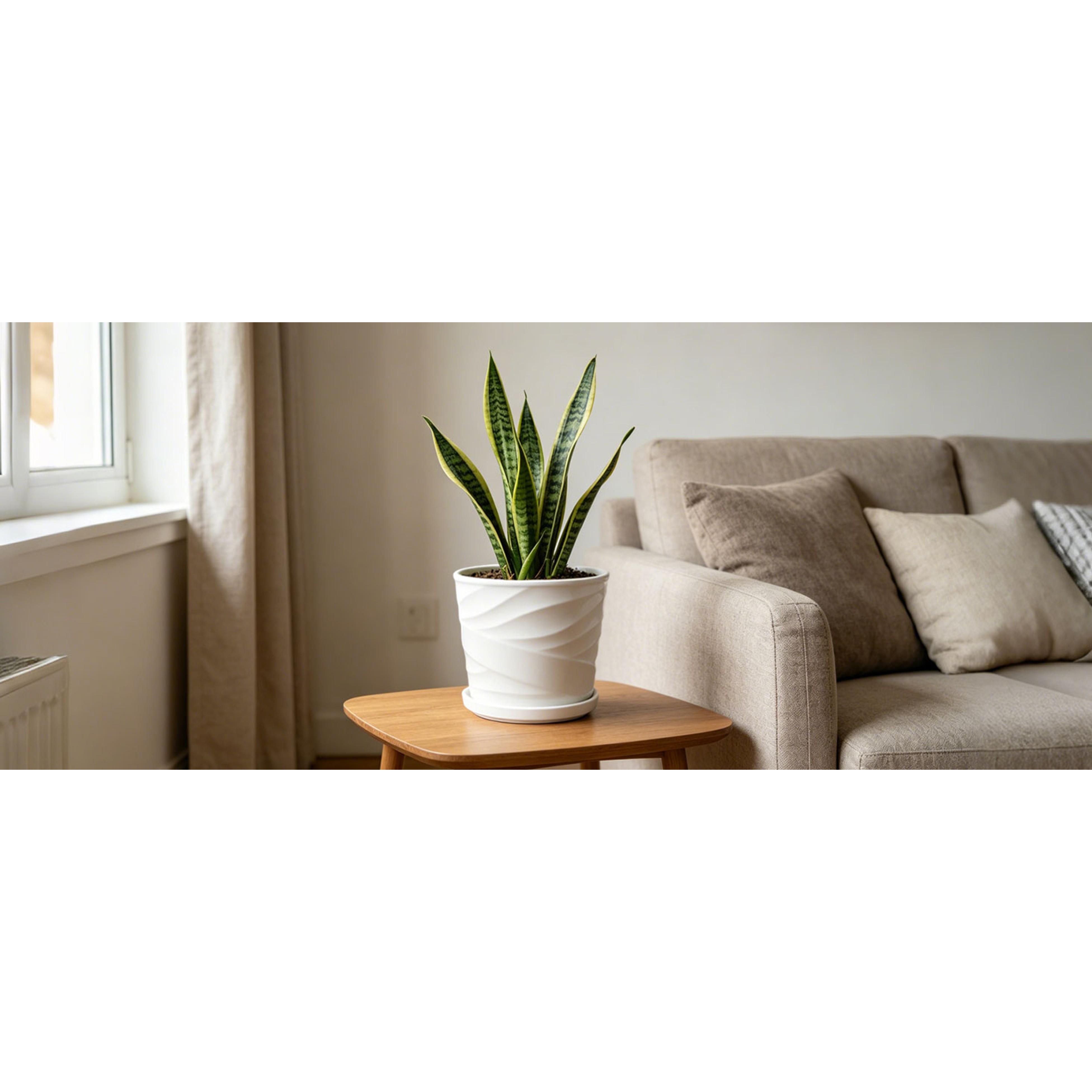 8 Inch Plant Pot,Ceramic Planter with Drainage and Saucer,Ceramic Pots for Plants,Indoor Plant pots,Ceramic Flower pots(Pure White)