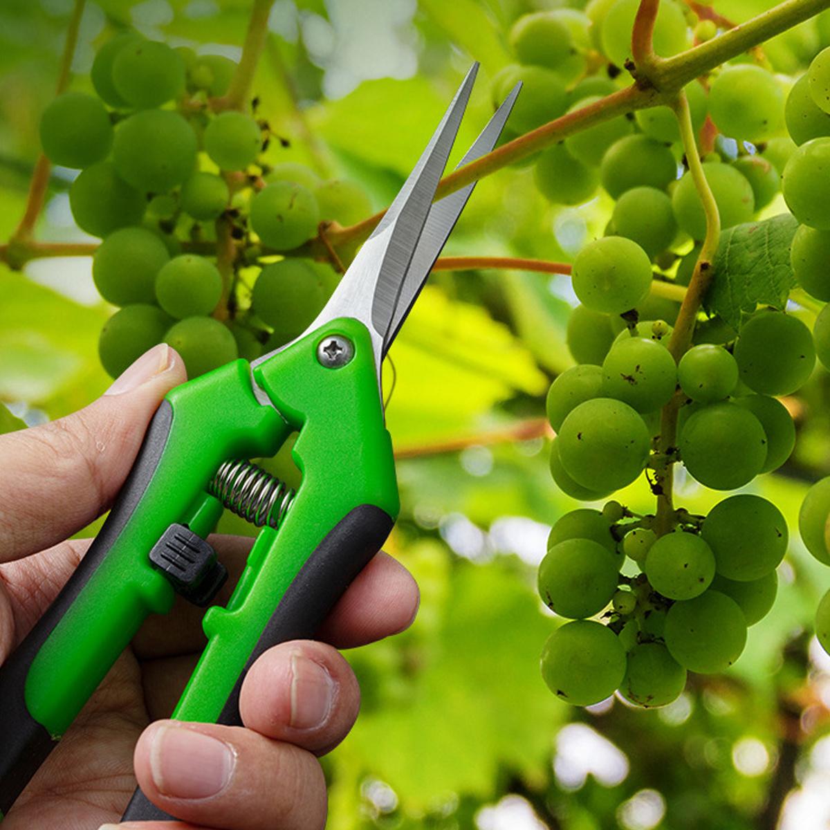 1Pack Stainless Steel Grape Picking Shears, Labor Saving Pruning Scissors for Flower Fruit Tree, Household Garden Trimming Clippers