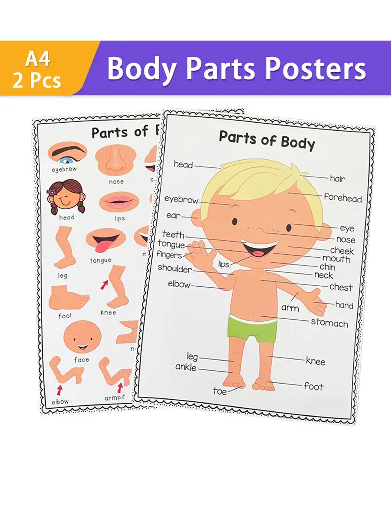 Body Parts Vocabulary Learning Poster, English Word Education Materials ...