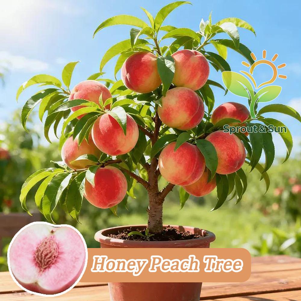 Three-year-old peach saplings, which have been cultivated and can be planted immediately.