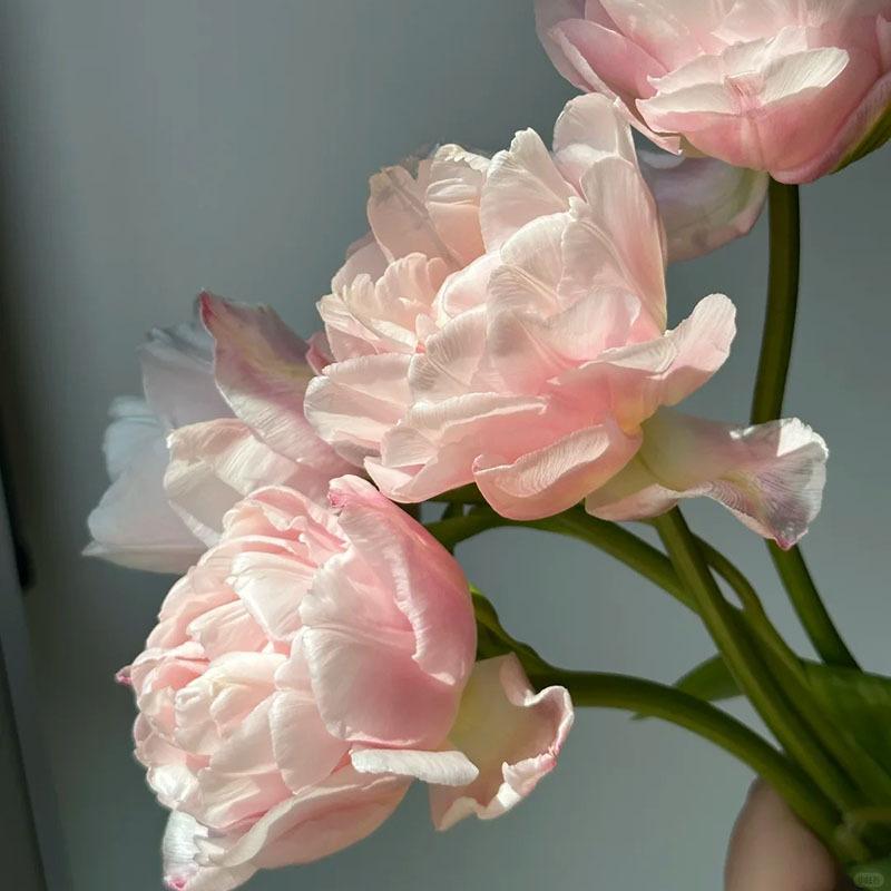 1 pack of tulip balls, hydroponics and soil growth, fresh decoration on the desktop, simple decorative flower balls that are easy to care for