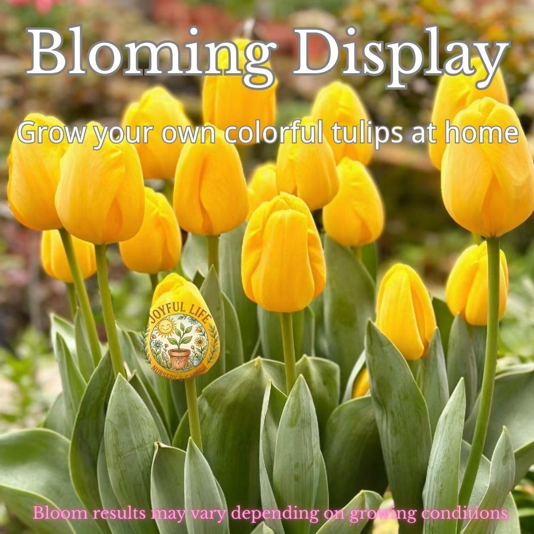 Premium high-sprouting tulip balls, easy-to-grow perennial rhizomes, low-maintenance indoor/outdoor flowers, ideal for balcony and garden gardening