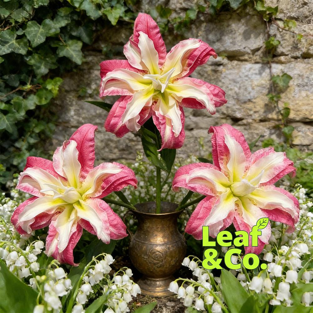 Lily bulbs - sweet red flowers - red roots - easy to grow all year round - outdoor garden planting