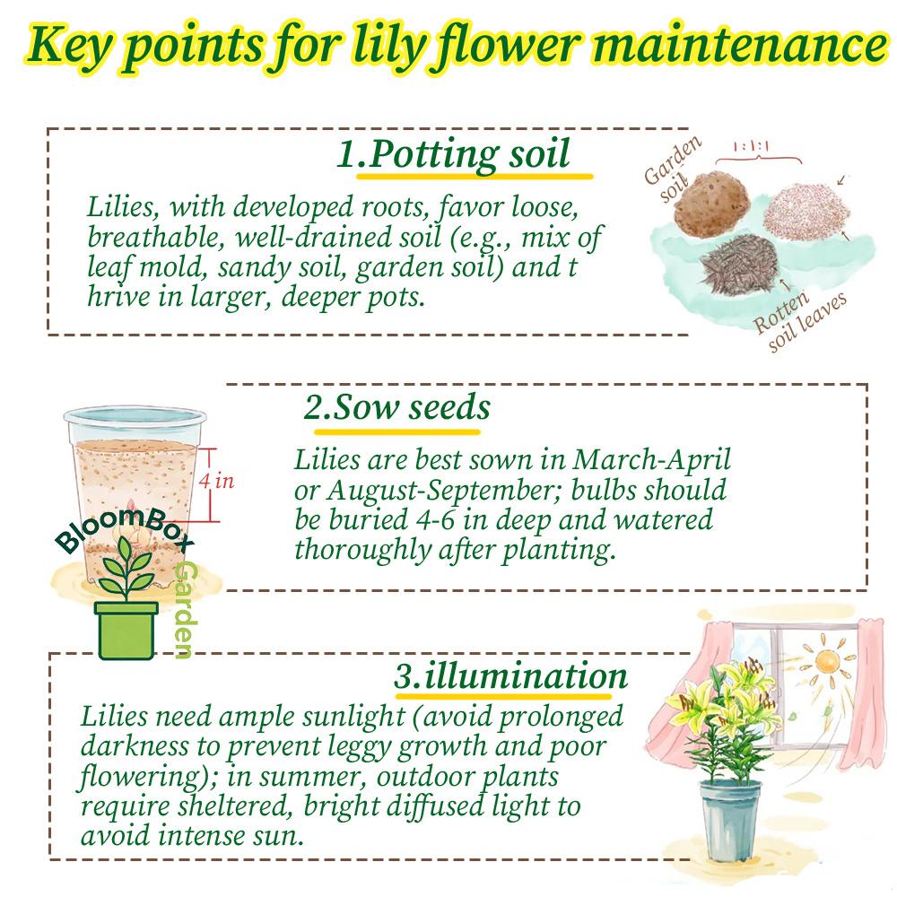 Double Petal Perfume Lily Bulbs, Fragrant Large Flower Ornamental Lily Bulbs, Year-Round Flowering Bulbs for Indoor Balcony Potted