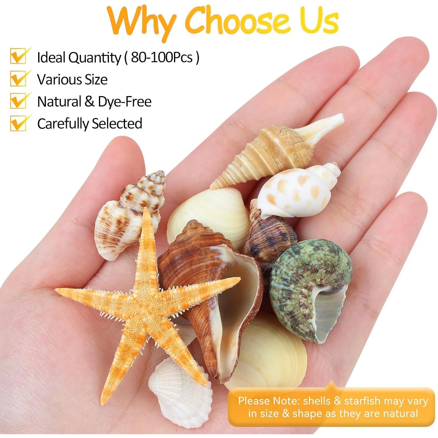 80+ Pcs  Seashells,  Starfish Sea Shells for Crafts, Various Sizes  Shells Conch for Decorating, Beach Theme Party, DIY Crafts, Fish  Filling,  Decor, Wedding Decoration