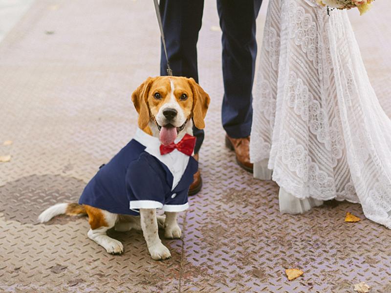 Kuoser Dog Tuxedo, Dog Wedding Suit with Bow Tie Formal Dog Tux Pet Wedding Party Birthday Costume, Dog Valentines Christmas Halloween Graduation Outfit Cosplay