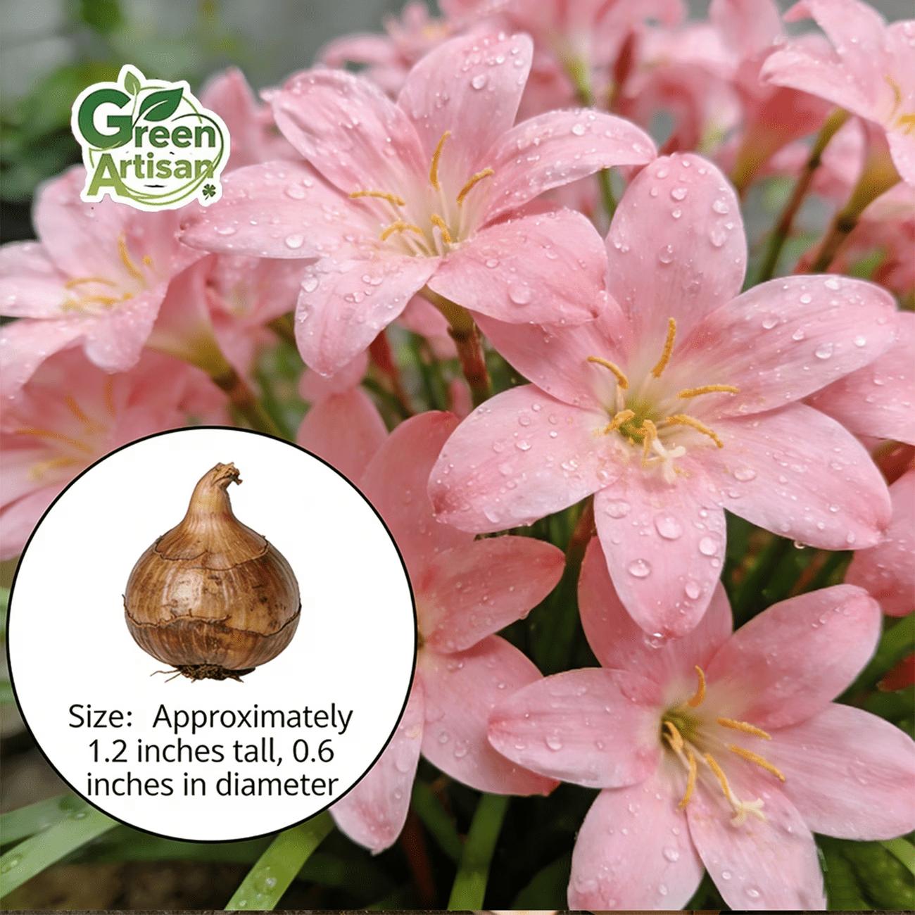 Rain lily bulb, novice-friendly