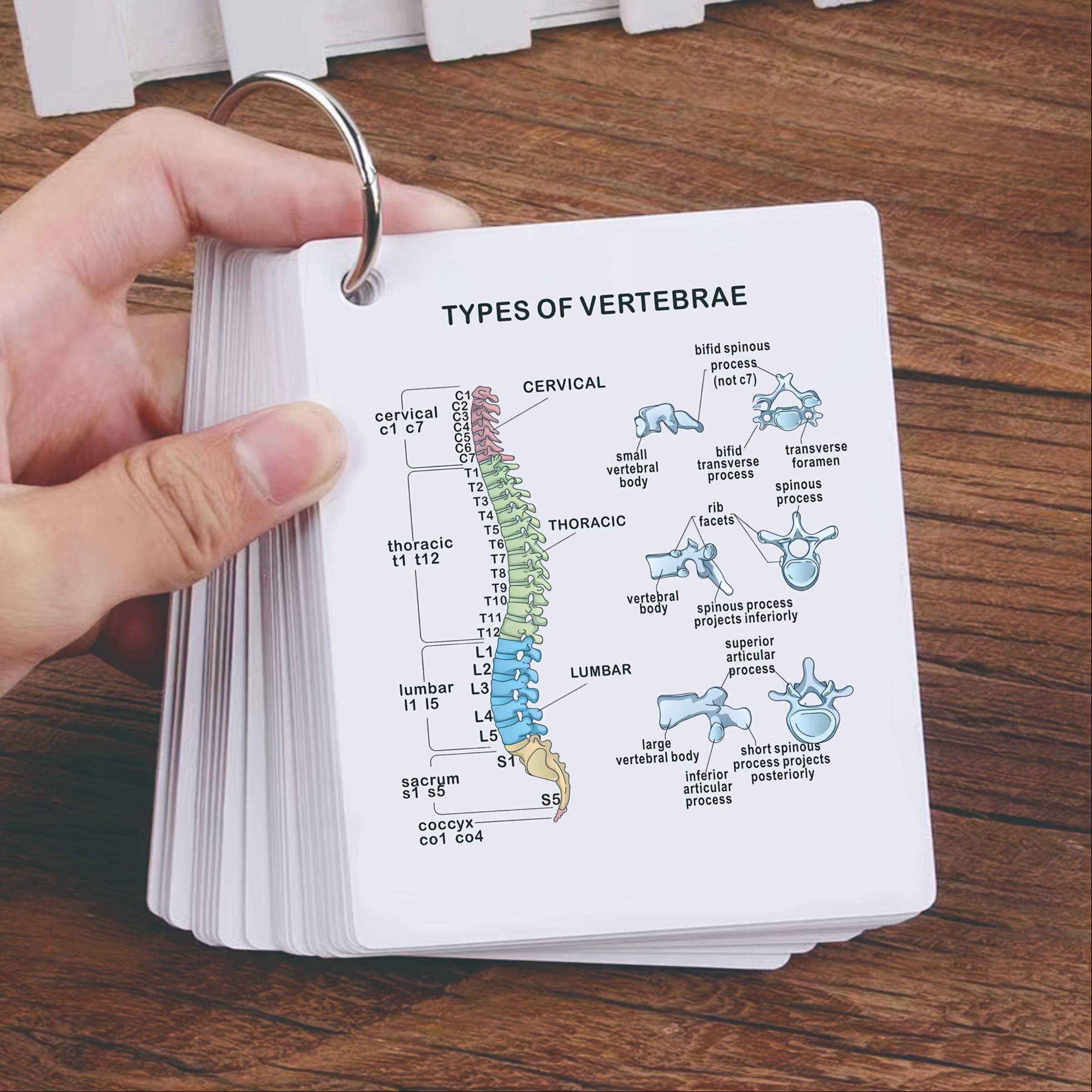 Anatomical Study Flashcards with Front and Back Views, Skeletal System Diagrams and Vocabulary Cards, Medical Learning Guide for Students, Doctors and Nurses, Nursing Flashcards