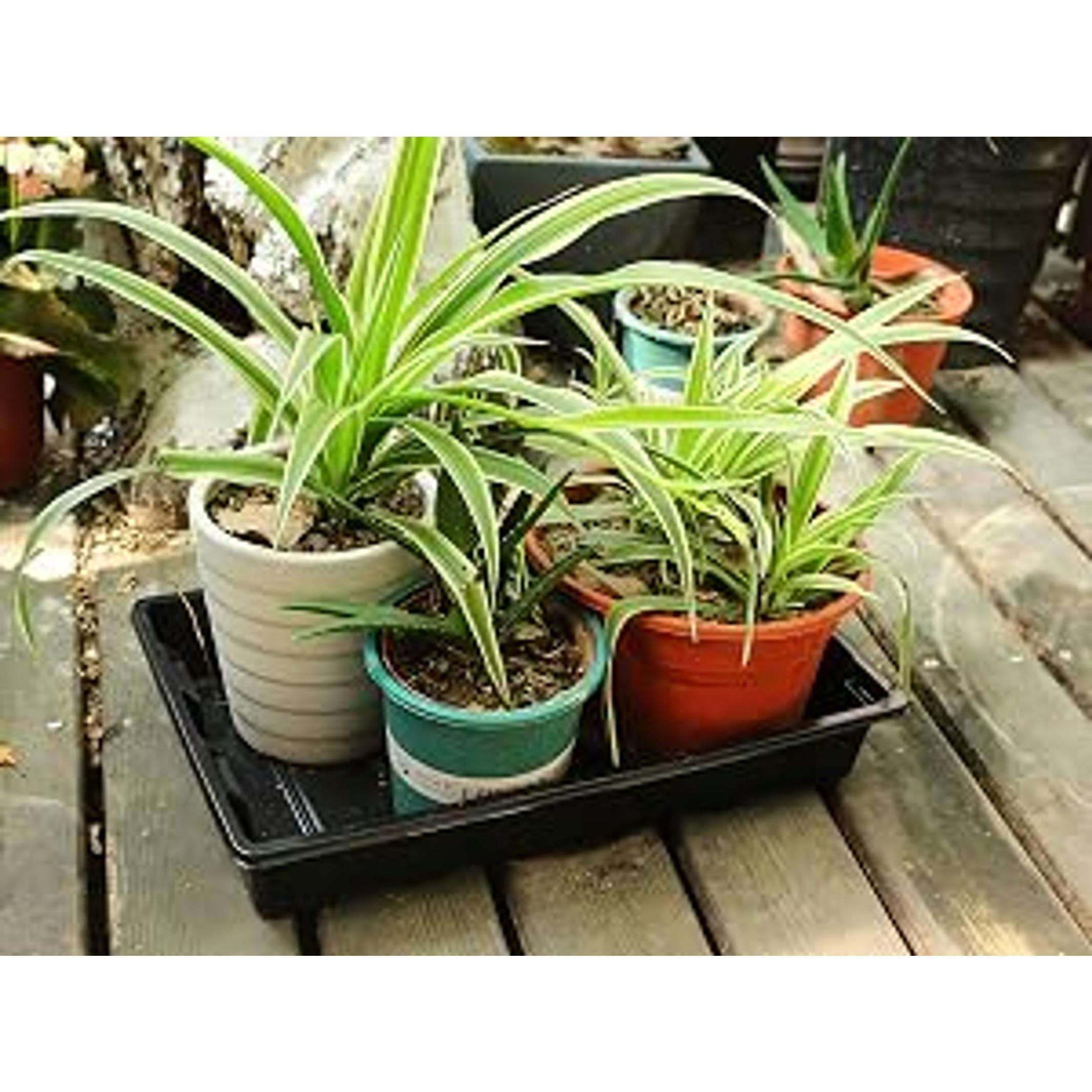 10 Pack Seed Trays, Reusable Plant Grow Trays, Ideal for Seed Starting, Microgreens, Indoor Gardening, and Greenhouse Nurseries - No Drain Holes, 14.5"x9"