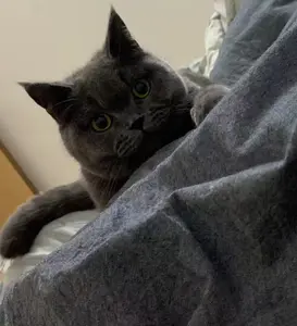 background preload poster image 