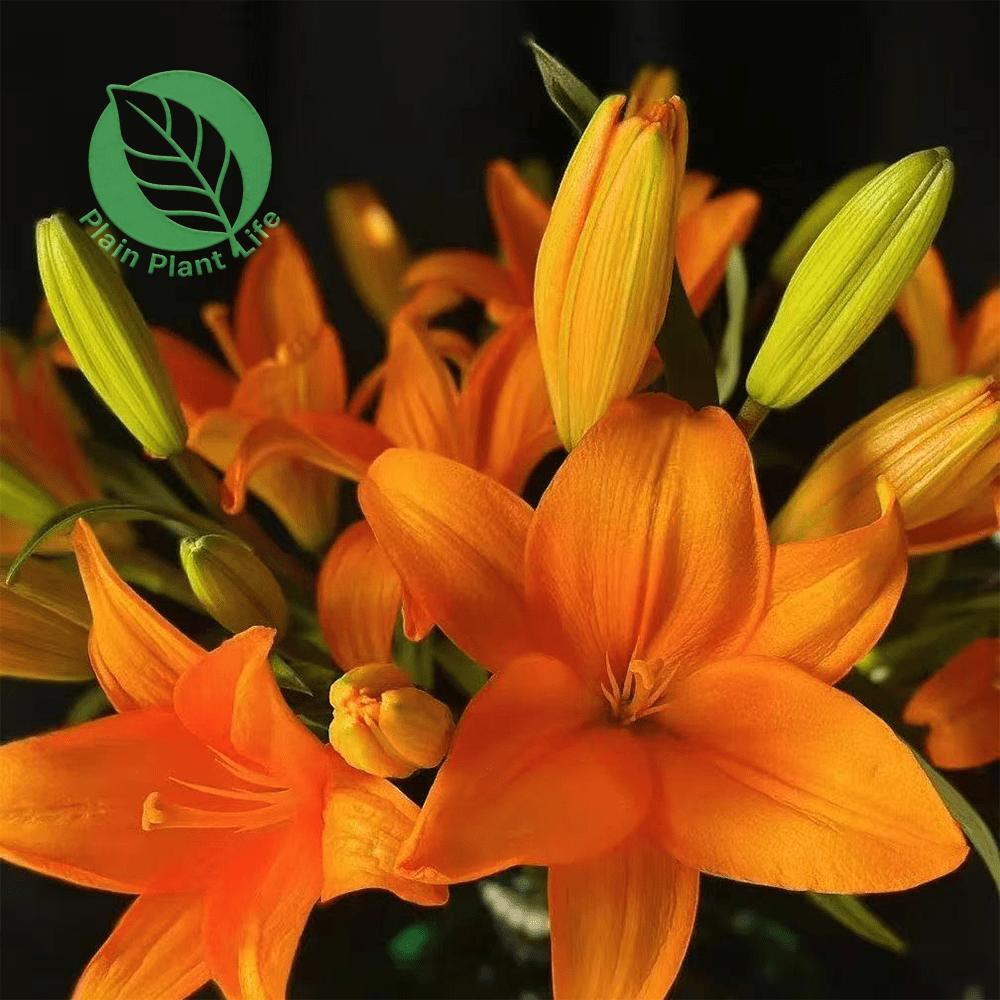 Orange Asian Lily bulb, easy to plant and cold-resistant, suitable for indoor and outdoor cultivation, long flowering period and bright color, balcony garden landscaping products, novice-friendly bulbs, holiday gifts