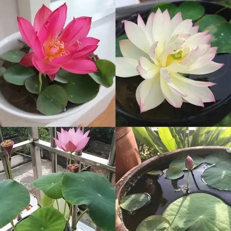Lotus Seeds Mixed Colors, Water Lily Flower Plant Seeds - Great Oramental Courtyard Viable Aquatic Water Features Seeds - Bonsai Home Garden Pond Decor