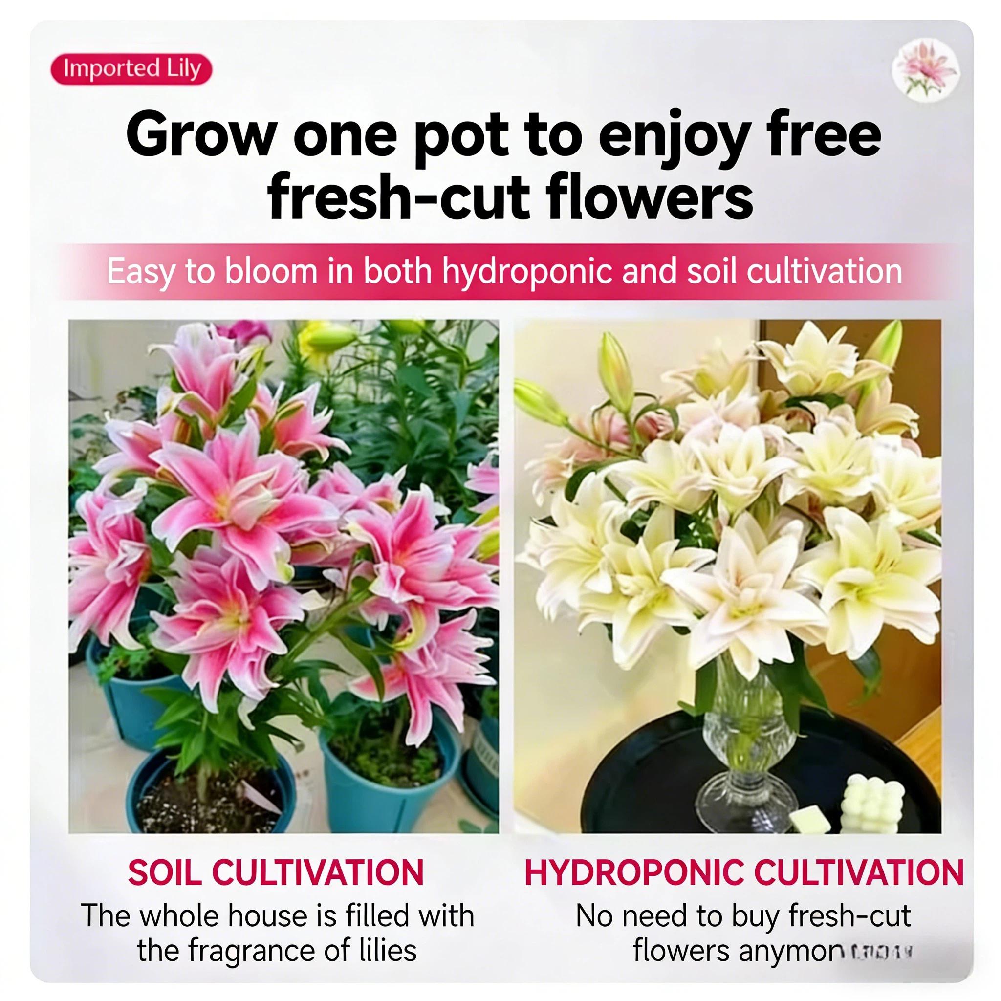 Pink hibiscus double lily, fresh and pure sweet, elegant and not greasy, potted with buds, blooming 365 days a year, can be planted indoors and outdoors, cold-resistant flowers, can grow for a long time.