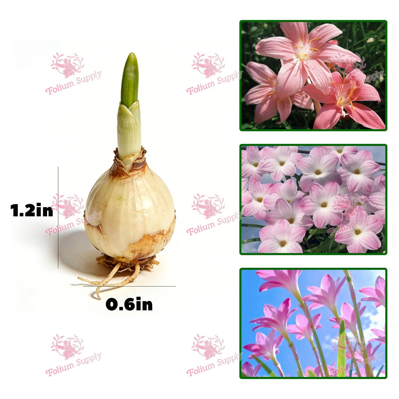 High-quality rain lily, colorful flowers, cost-effective, suitable for novice planting lazy bulb flowers, suitable for spring, summer and autumn, easy to cultivate, very suitable for outdoor planting in flower beds, gardens and outdoor areas