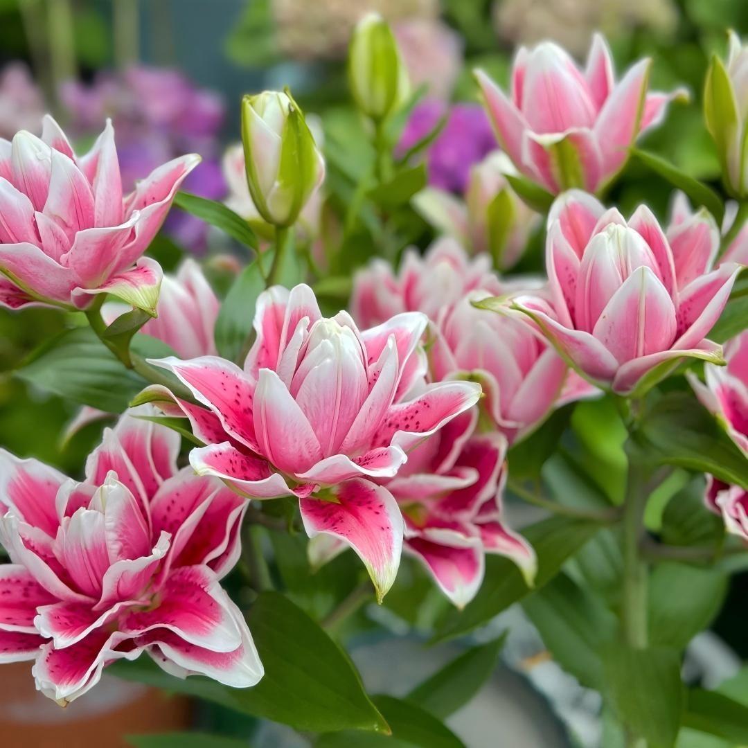 Pink Lily Bulbs - Hardy Perennial Horticultural Plant - Easy to Grow Indoors and Outdoors - Hardy and Multi-Season Flowering