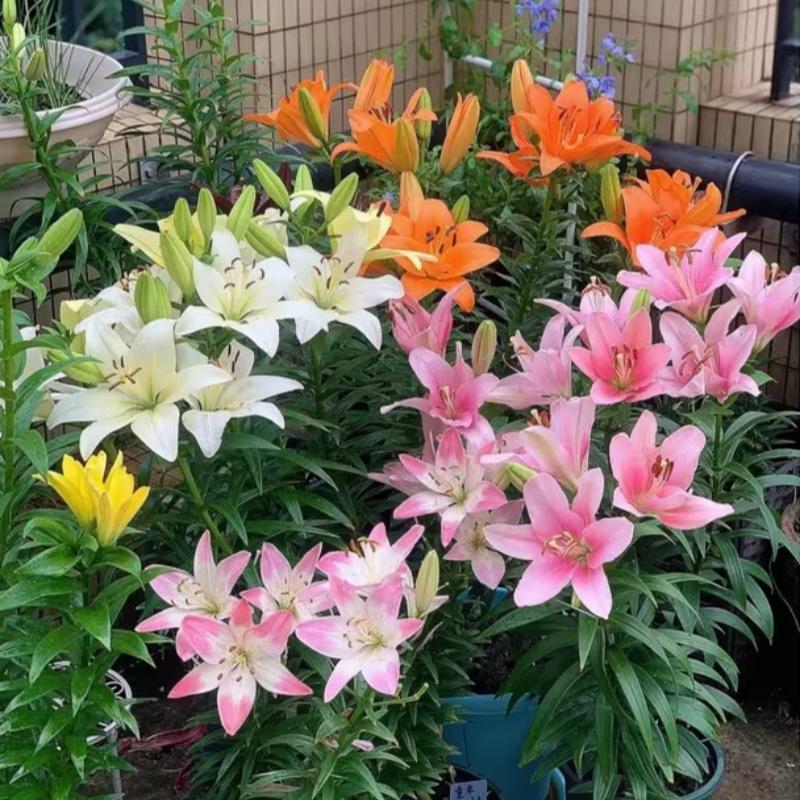 High-quality rain lily, colorful flowers, cost-effective, suitable for novice planting lazy bulb flowers, suitable for spring, summer and autumn, easy to cultivate, very suitable for outdoor planting in flower beds, gardens and outdoor areas