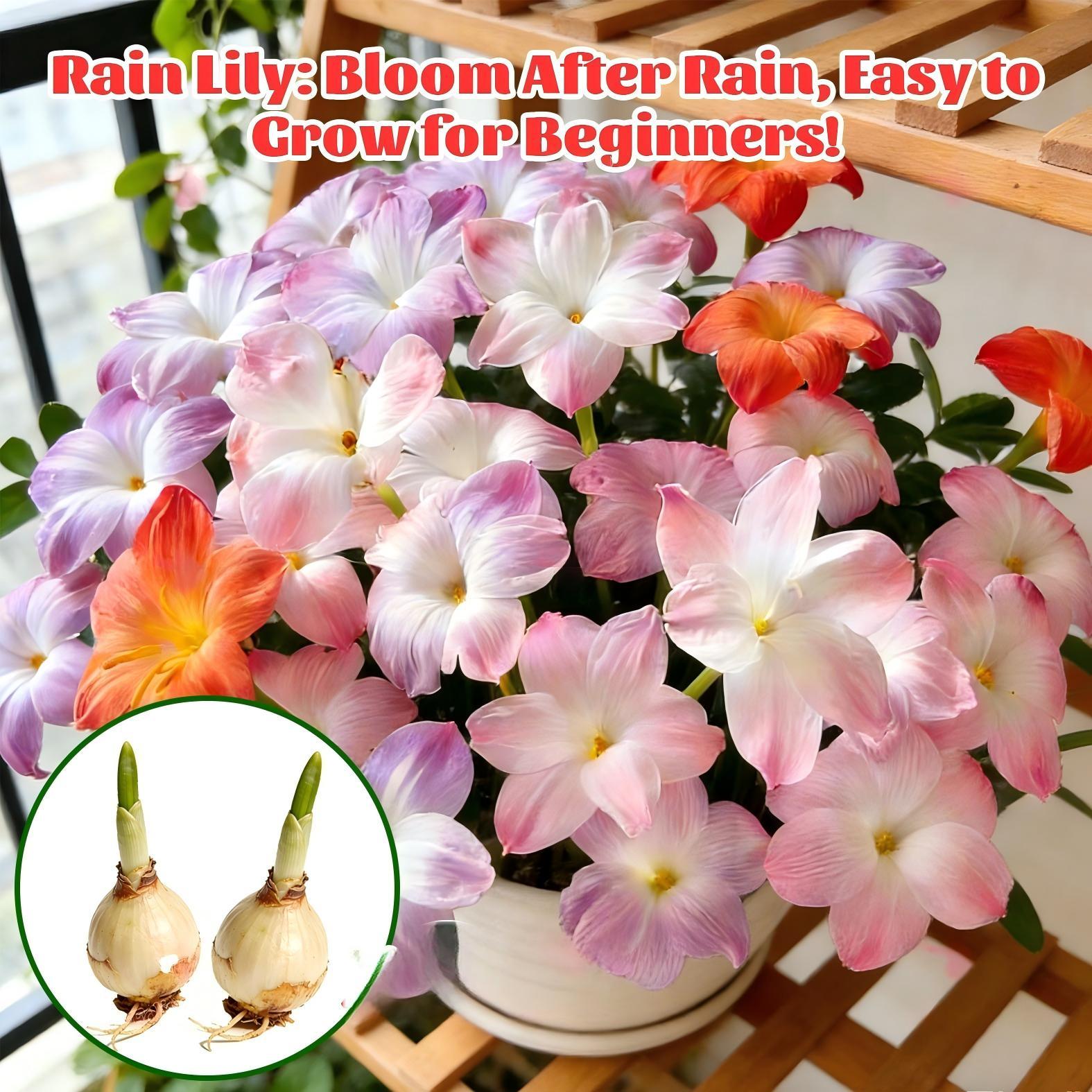 High-quality rain lily, colorful flowers, cost-effective, suitable for novice planting lazy bulb flowers, suitable for spring, summer and autumn, easy to cultivate, very suitable for outdoor planting in flower beds, gardens and outdoor areas