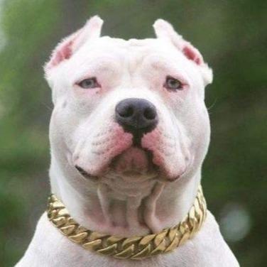 4:00AM 32mm Stainless Steel Dog Luxury Golden Dog Collars and Leashes Big dog Chain Secure Lock Necklace for Pet DIY Hip Hop Jewelry