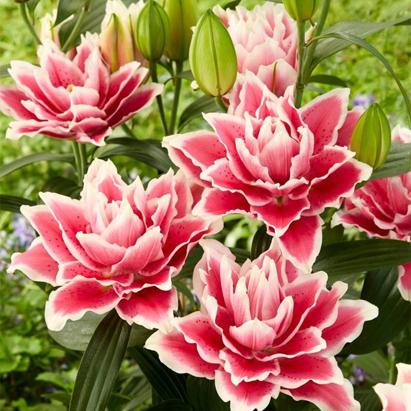 Pink Lily Bulbs - Hardy Perennial Horticultural Plant - Easy to Grow Indoors and Outdoors - Hardy and Multi-Season Flowering
