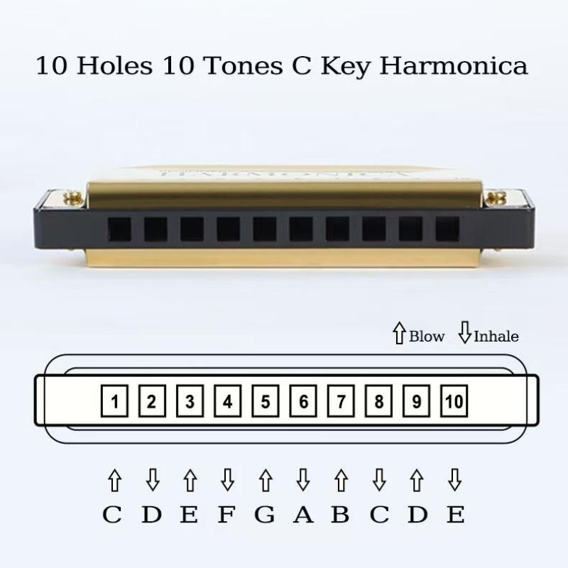 Portable Durable 10-Hole Colorful Diatonic Harmonica, C Tuned Harmonica with Case, Beginner Instrument, Perfect Gift for Friends