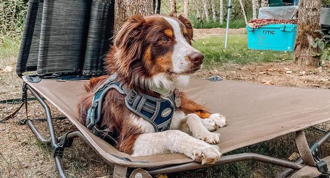 AUROTH Tactical Dog Harness for Small to Large Dogs , Durable Reflective Dog Harness, Easy to Control, Large Dogs No Pull Adjustable Pet Harness, Dog & Cat Accessories, Pet Supplies AUROTH Tactical Dog Harness for Small to Large Dogs , Durable Reflective Dog Harness, Easy to Control, Large Dogs No Pull Adjustable Pet Harness, Dog & Cat Accessories, Pet Supplies