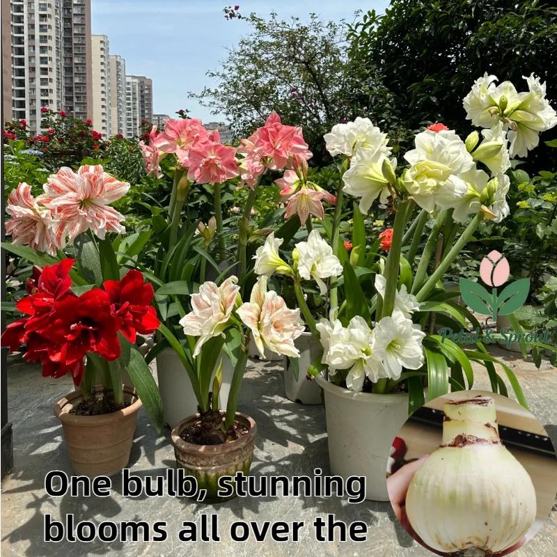 Hyacinth bulbs | Easy to grow, suitable for both indoor and outdoor, large bulbs, large flowers