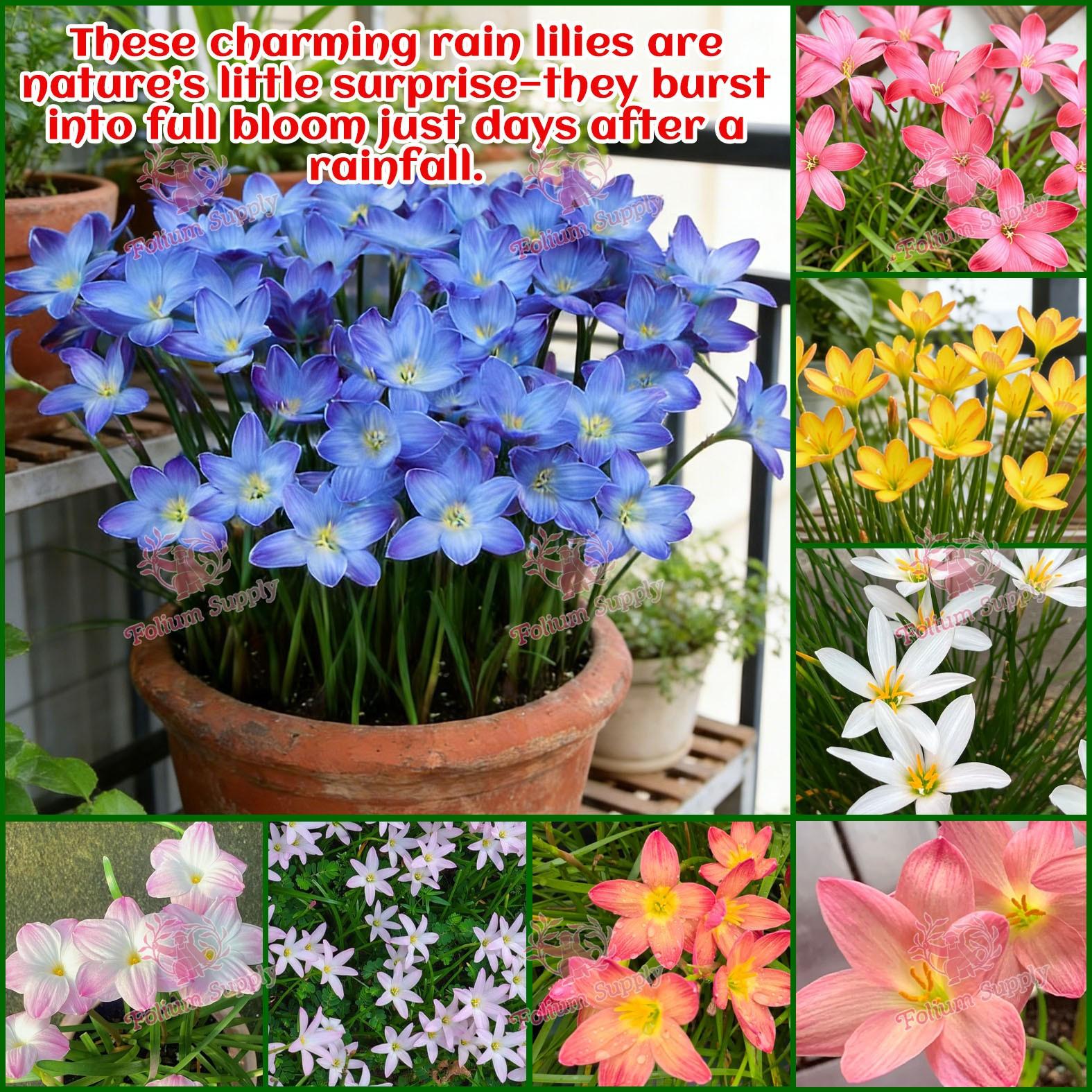 High-quality rain lily, colorful flowers, cost-effective, suitable for novice planting lazy bulb flowers, suitable for spring, summer and autumn, easy to cultivate, very suitable for outdoor planting in flower beds, gardens and outdoor areas