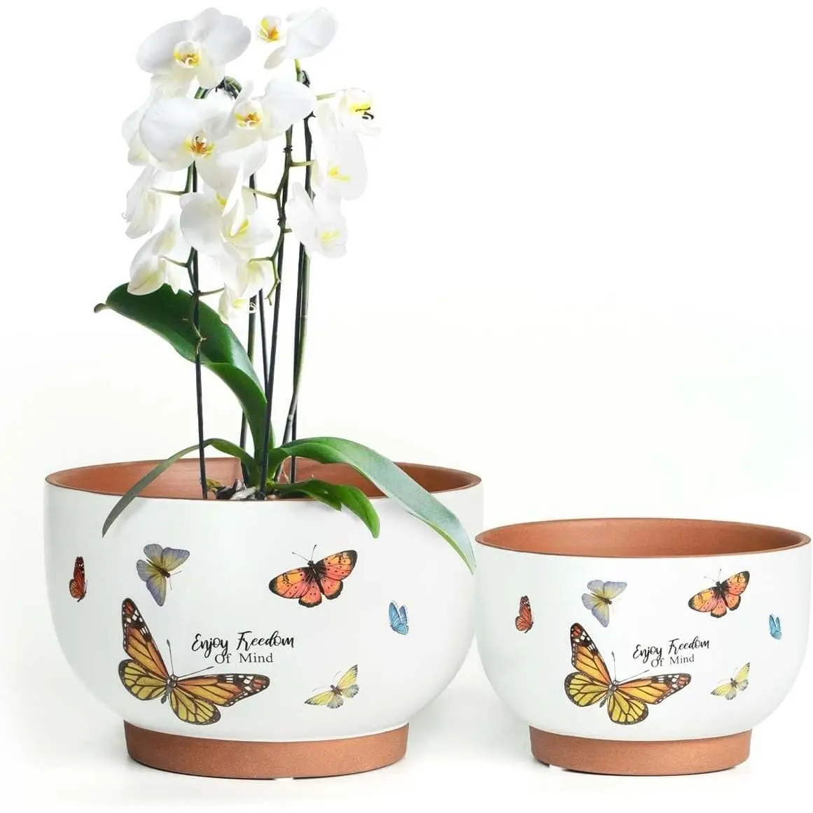 Jardin Butterfly