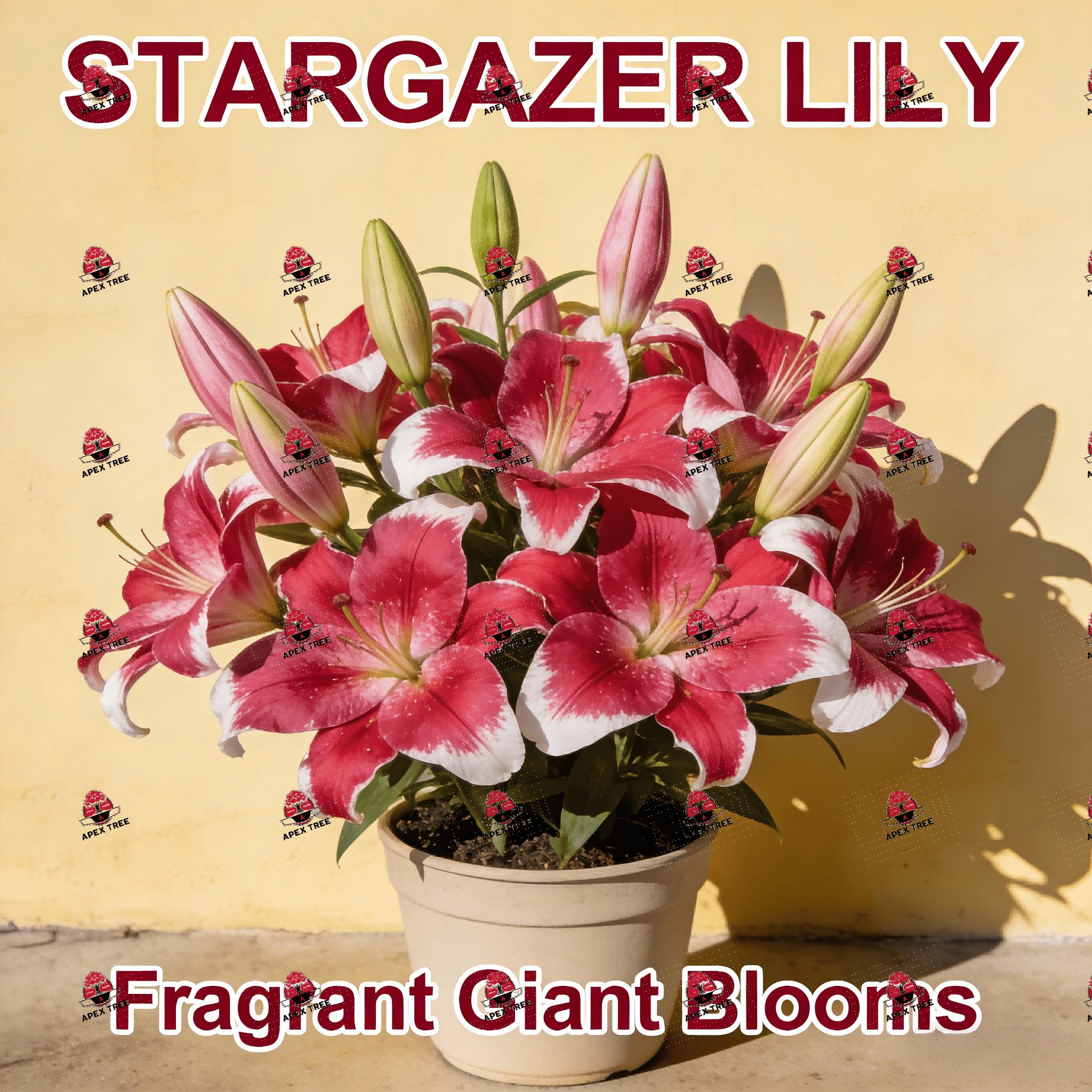Starlily Bulb, Fragrant Pink White Flowers, Large Flower Lily, Easy to Grow Perennial Flower Bulb, Suitable for Home Garden Cut Flowers, USDA Hardy Zone 4-9