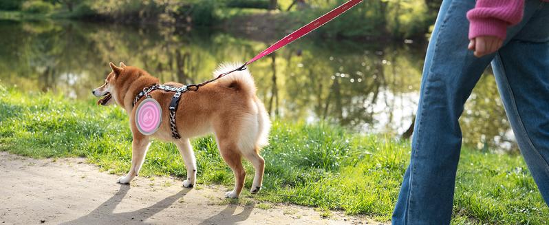 Pawaboo 2-Pack Collapsible Dog Bowls – Portable Silicone Food & Water Set with Lids & Clips