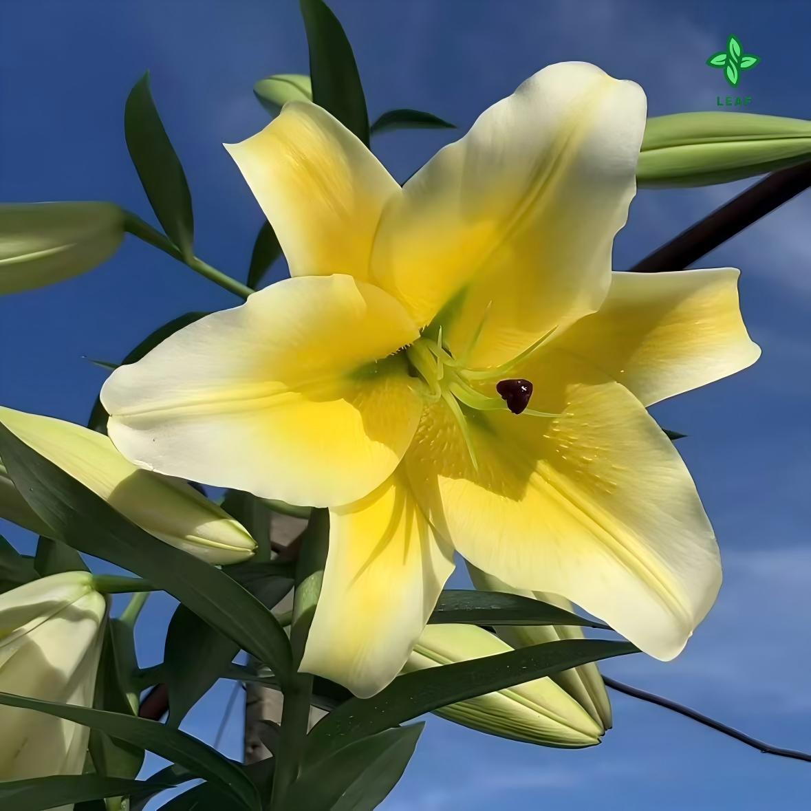 Yellow lily seeds are multicolored and have beautiful blooms and a strong smell. They have perennial bulbs that can bloom for many years after cultivation. Low maintenance costs make them suitable for garden decoration.