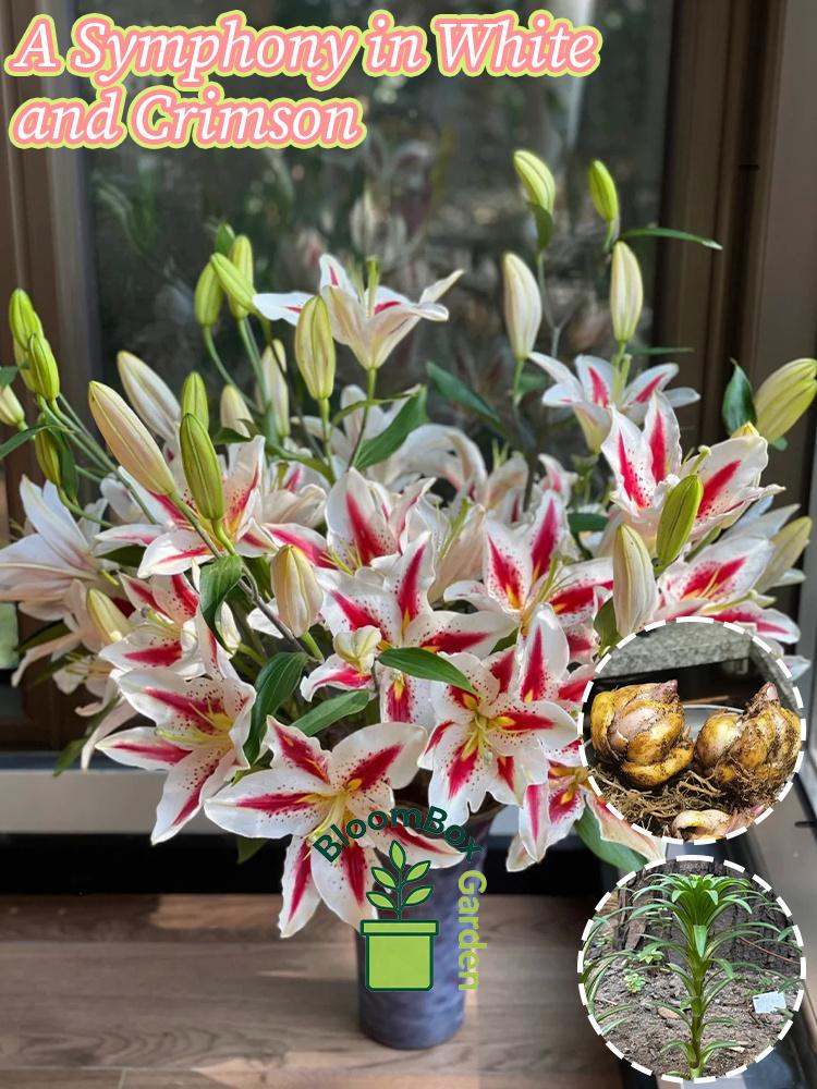 Double Petal Perfume Lily Bulbs, Fragrant Large Flower Ornamental Lily Bulbs, Year-Round Flowering Bulbs for Indoor Balcony Potted