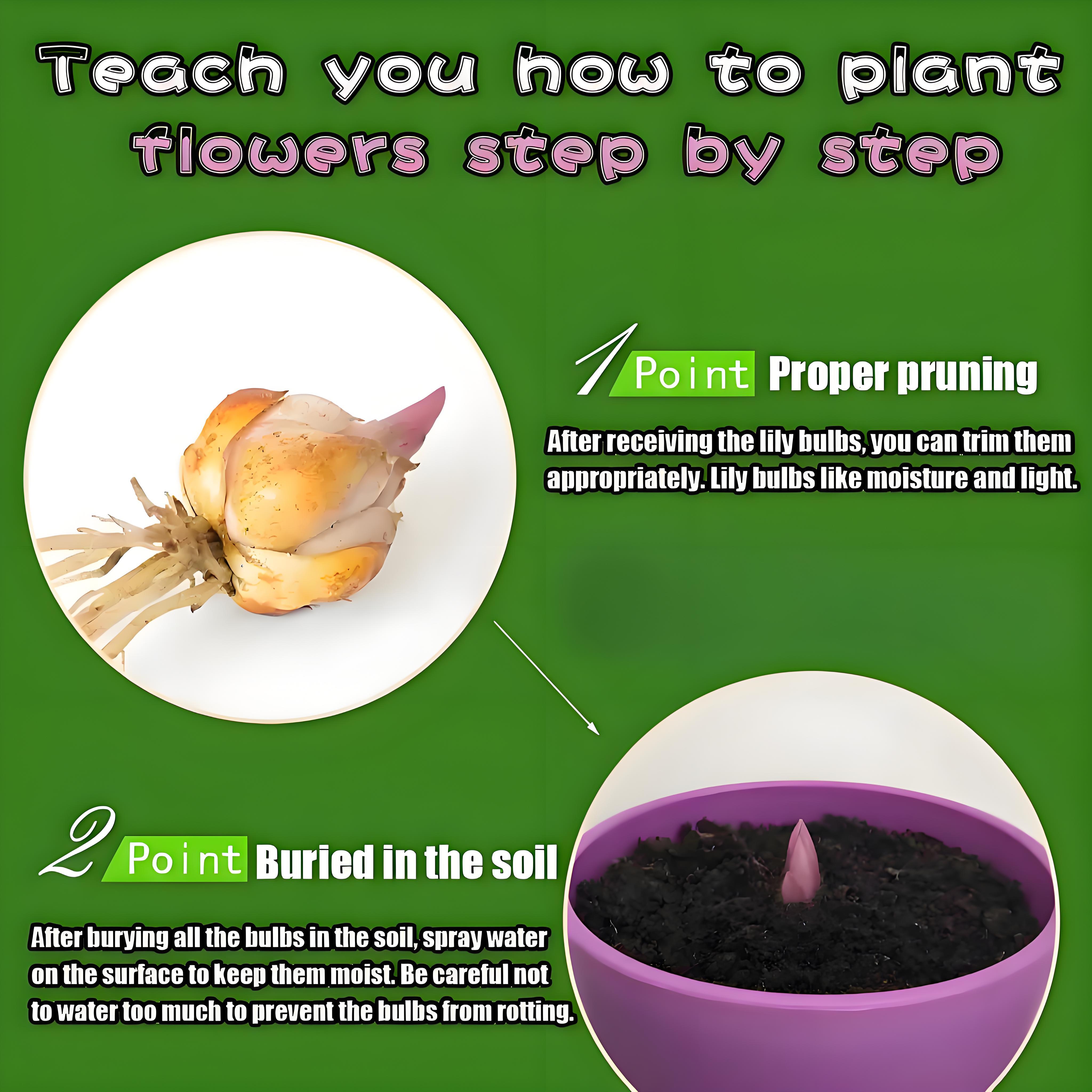 Starlily Bulb, Fragrant Pink White Flowers, Large Flower Lily, Easy to Grow Perennial Flower Bulb, Suitable for Home Garden Cut Flowers, USDA Hardy Zone 4-9