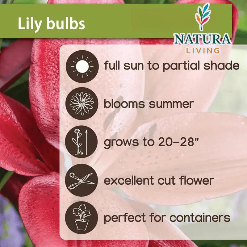 Pink Lily Bulbs - Hardy Perennial Horticultural Plant - Easy to Grow Indoors and Outdoors - Hardy and Multi-Season Flowering