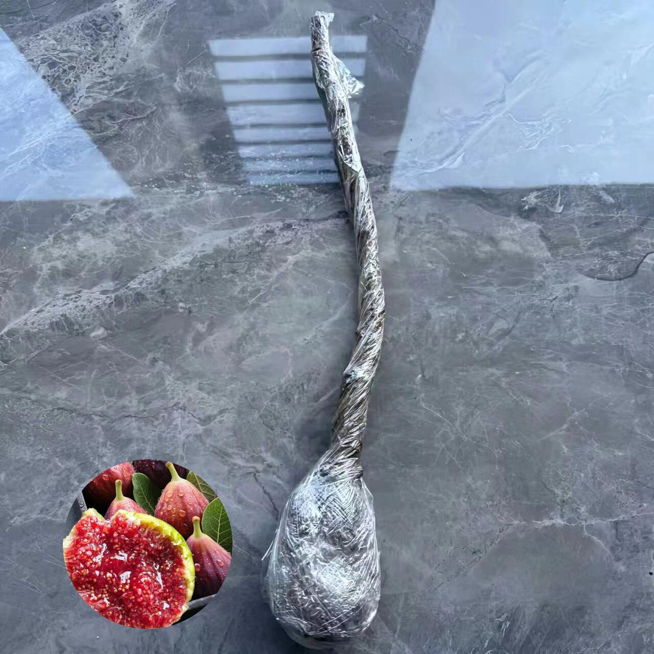 Fresh Fig Tree Sapling – Healthy Bare Root, Drought-Tolerant & Fast-Growing – Low-Maintenance Fruit Tree for Home Gardeners – Grows Well in Pots or Ground Compact Live Plant Gardens