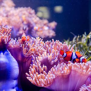 hygger Gravel Vacuum for Aquarium, Aquarium Siphon Vacuum Cleaner for Fish Tank Gravel and Sand Cleaning, Remove Dirt, Water Change, Aquarium Gravel Cleaner with Adjustable Water Flow hygger Gravel Vacuum for Aquarium, Aquarium Siphon Vacuum Cleaner for Fish Tank Gravel and Sand Cleaning, Remove Dirt, Water Change, Aquarium Gravel Cleaner with Adjustable Water Flow