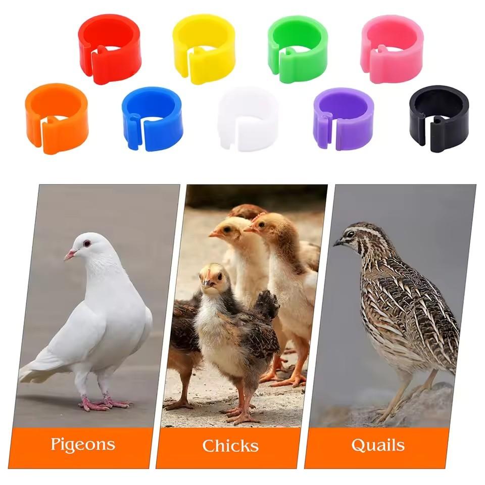 Colorful Parrot Pigeon Foot Rings Set of 50, No-Word Identifier Bands, Bird Training Tools, Plastic Anti-Drop Feet Clips, Pet Bird Accessories