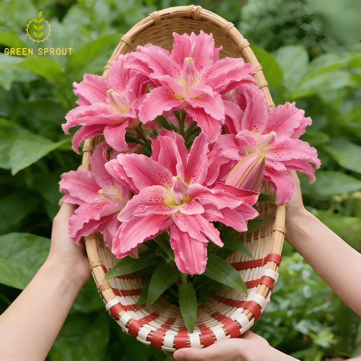 Pink lily bulbs - sweet double flowers for gardens and flower arrangements | easy to grow perennial bulbs | attract hummingbirds | perfect for home gardens and patios