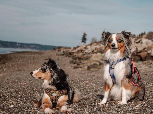 AUROTH Tactical Dog Harness – Universal Harness, Walking Harness & Safety Harnesses for Small to Large Dogs, Durable Reflective, Easy to Control, No Pull Adjustable Pet Harness, Pet Supplies