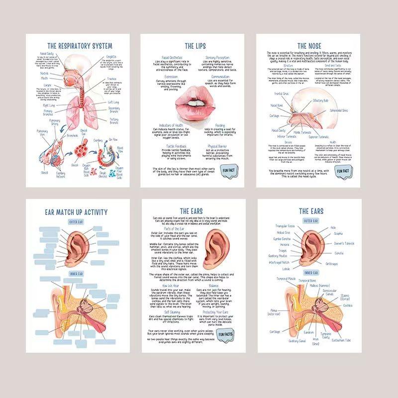 Human Anatomy Visualization Learning Notebook, Clear Anatomical Diagrams, System Notes Section, Ideal for Studying and Reviewing